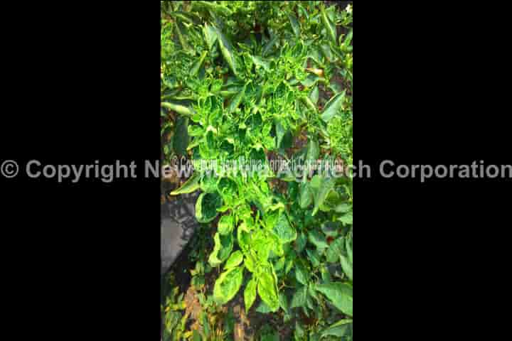 vriksha ayurveda based virucide for plants